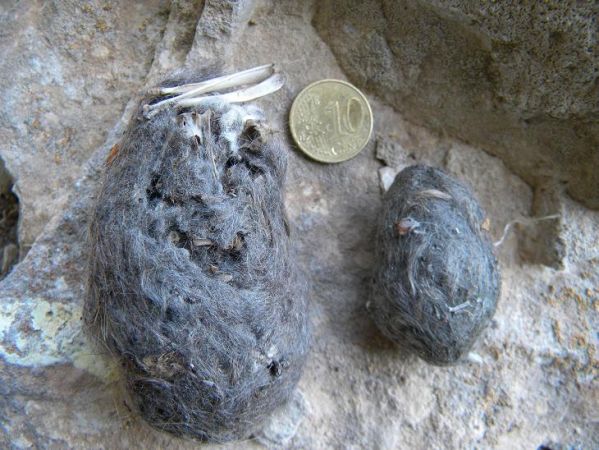 Penne e borre del Gufo reale (Bubo bubo)